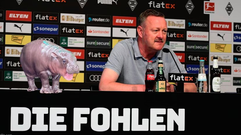 mnightbananas's tweet image. 🚨🟢 Borussia Mönchengladbach schlägt nochmal zu und verpflichtet den vereinslosen #Moo Deng✔️

Das niedliche Flußpferdbaby soll die offensichtlichen Lücken auf der linken Abwehrseite schließen.

#Virkus 💬 &quot;Wir freuen uns auf Moo und sein kleines zuckersüßes Schwabbelgesicht!&quot;