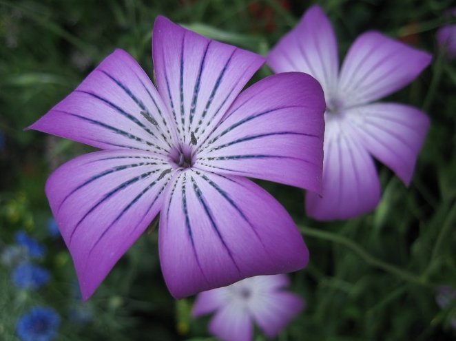 Botanical Society of America (@botanical_) on Twitter photo 🌼TODAY IS THE DEADLINE!🌼
#AJB invites proposals for the “Paradigm Shifts in #Flower Color” Special Issue
Led by editors: Justen Whittall, Eduardo Narbona, José Carlos del Valle García & Andrea Berardi
bit.ly/3yIoEzI
<a href="/wileyplantsci/">Wiley Plant Science</a> <a href="/WileyEcolEvol/">Wiley Ecology & Evolution</a> #botany 🌼TODAY IS THE DEADLINE!🌼
#AJB invites proposals for the “Paradigm Shifts in #Flower Color” Special Issue
Led by editors: Justen Whittall, Eduardo Narbona, José Carlos del Valle García & Andrea Berardi
bit.ly/3yIoEzI
<a href="/wileyplantsci/">Wiley Plant Science</a> <a href="/WileyEcolEvol/">Wiley Ecology & Evolution</a> #botany