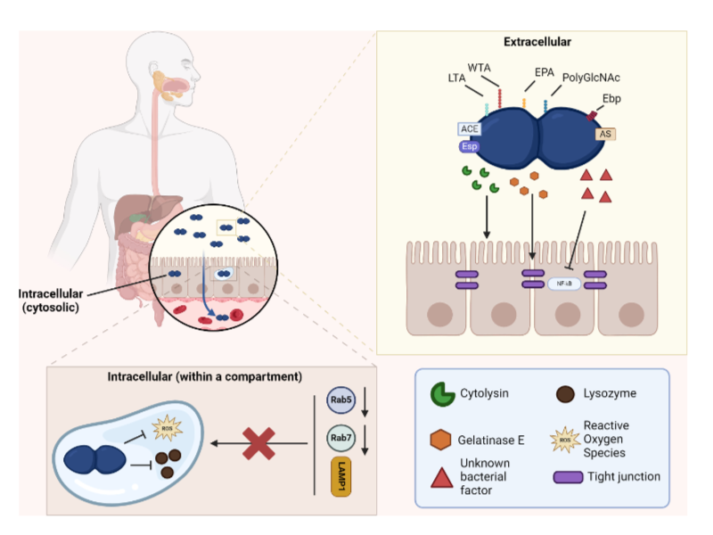 Enterococcus faecalis, recognized as an extracellular pathogen, also has an intracellular lifestyle. This #MMBR review summarizes how the bacterium adheres to, enters &amp; survives within host cells, &amp; highlights the need for further mechanistic studies. asm.social/24H