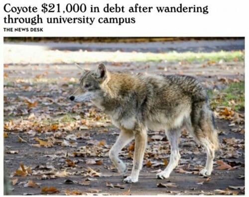 OnlyYotes (@hourlyyote) on Twitter photo 