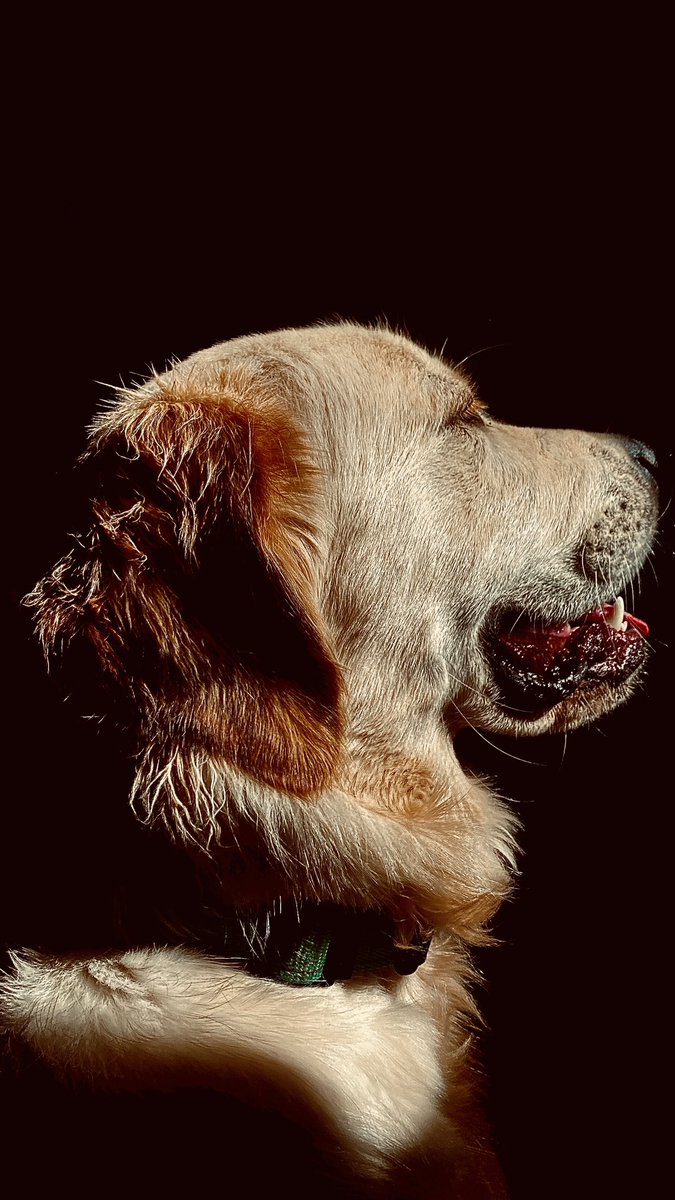 CheckpointAt's tweet image. Here’s Coco. She’s 8 months old and would like to be the famous dog in the universe by next week if you can sort that out please @elonmusk