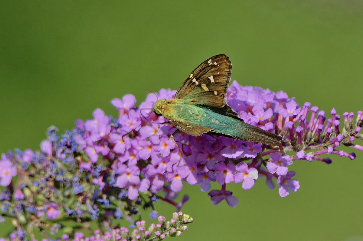 ejbarto1's tweet photo. Skipper and long tailed skipper butterflies seen at the butterfly garden in Central Park (15sept24) #justnerd #butterfliesofcentralpark #nikonphotography #ifithaswingstakeapic https://t.co/k7ePh6fogJ