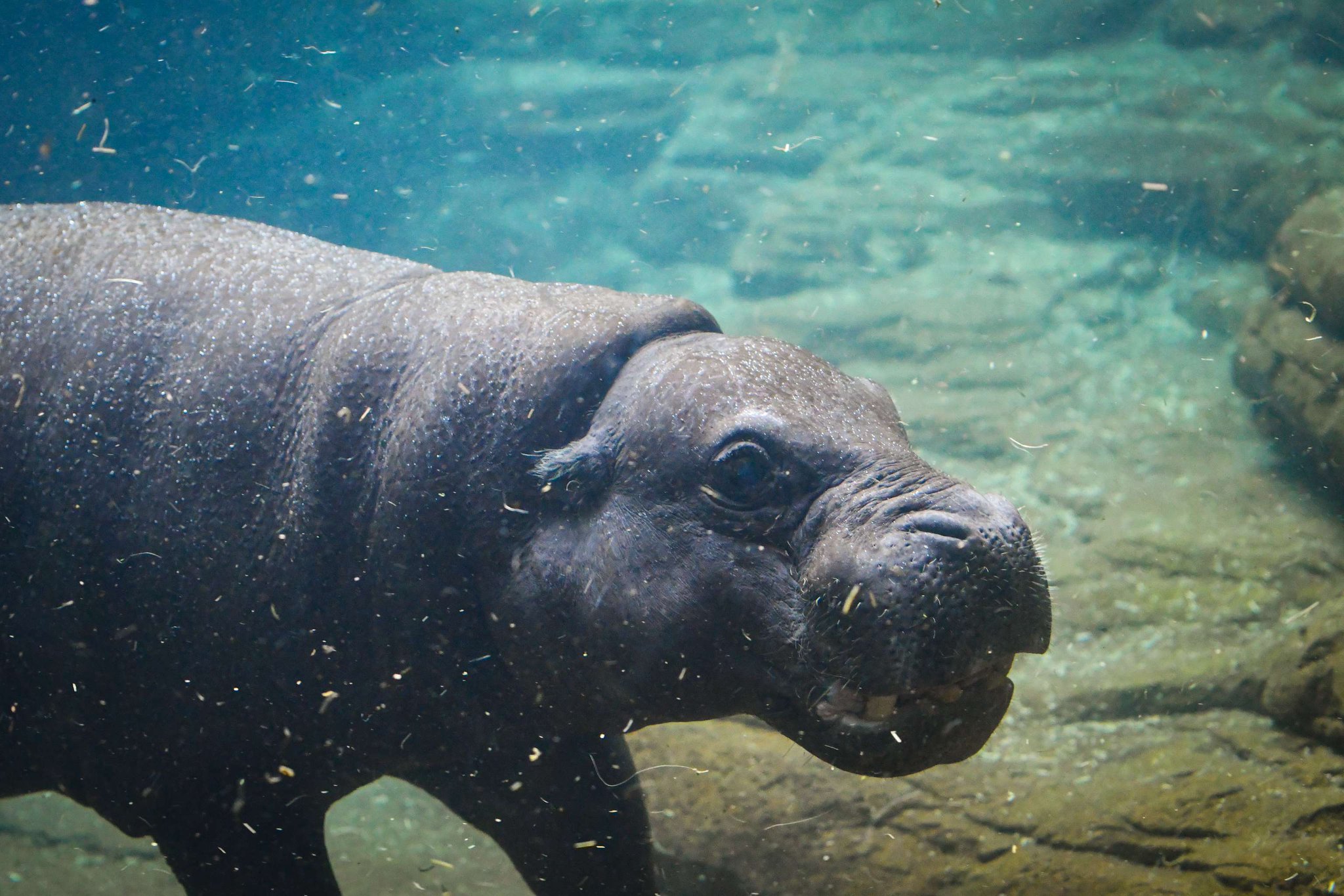 物欲乃塊 様専用】 WILDSWANS LEAF HIPPOPOTAMUS