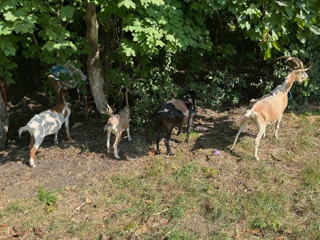 NYSBridge's tweet photo. Our 4-Legged Contractors are Back!

No kidding…they’re cute &amp; eat almost anything. Eighteen goats, provided by Green Goats Rhinebeck, will reside under the Walkway Over the Hudson for the next 4 weeks, clearing the land of poison ivy, weeds, and the overgrown vegetation. (1/2) https://t.co/ohp8c2H3O7