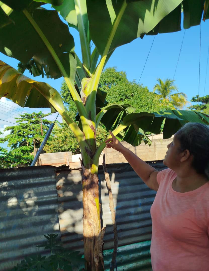 Visita al patio productivo en Villas del Paraíso, donde observamos con satisfacción el excelente desarrollo de los cultivos. Los resultados evidencian el esfuerzo y dedicación del productor, con plantas fuertes y en pleno crecimiento, lo que augura una cosecha exitosa.