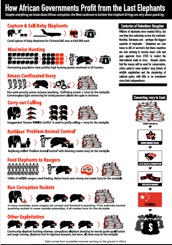 How African governments profit from the last elephants.
Capturing &amp; selling baby elephants, maximising hunting quotas, culling, running corruption rackets, are some of the strategies used to decrease elephant nos. &amp; add to the ivory stockpile. None of them amount to conservation.