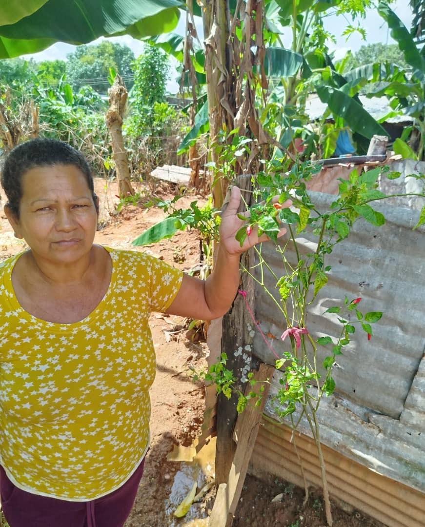 Abordamos un patio productivo donde encontramos una docena de plantas de musáceas que ya han comenzado a dar fruto. ¡Incluso ya se han cosechado los primeros racimos, lo que refleja el buen manejo y cuidado del cultivo!