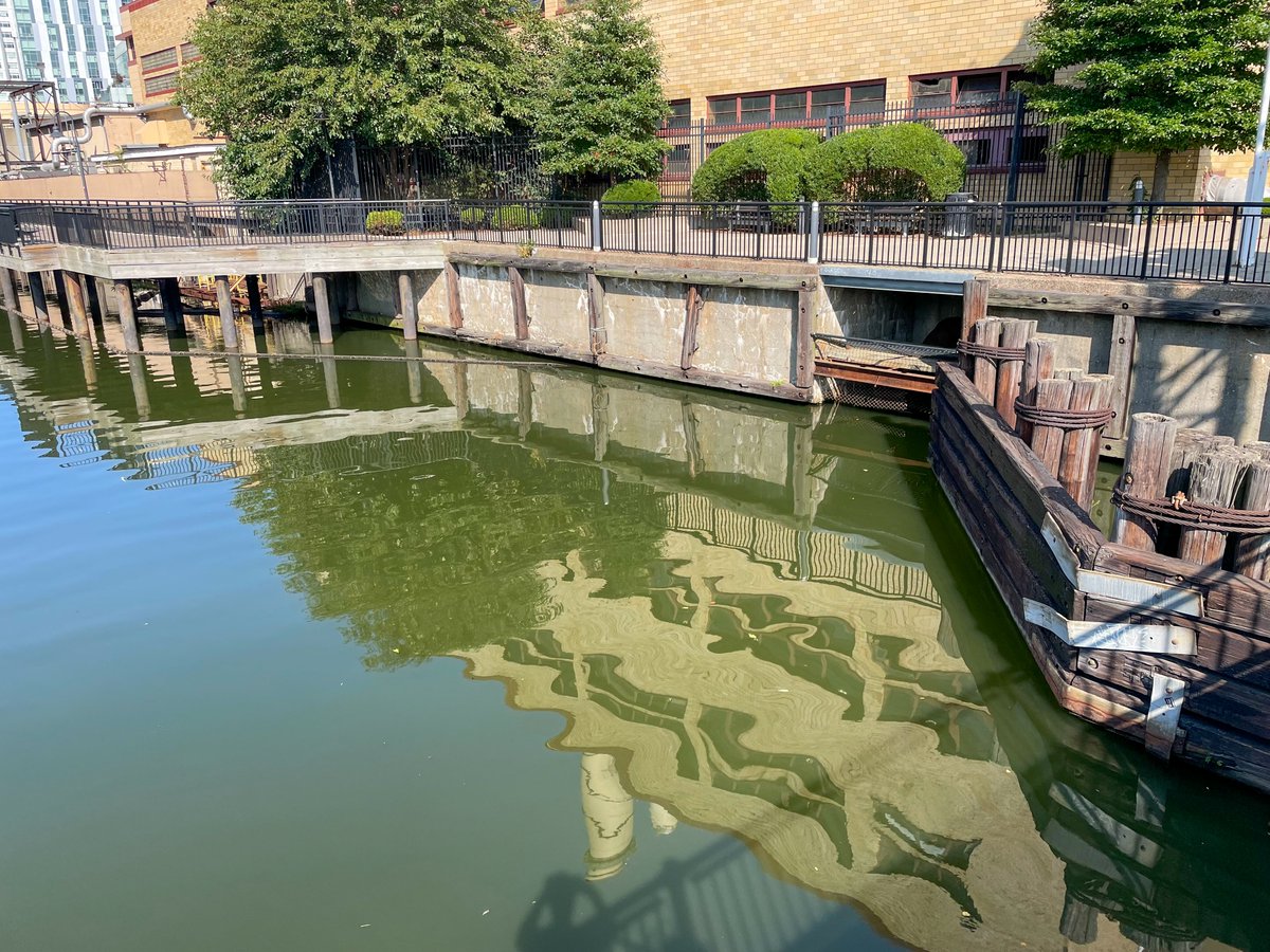 We’ve noticed high levels of cyanobacteria (also known as blue-green or toxic algae) in the Lower Basin of the Charles River. We recommend being careful with your pets near the Lower Basin. This harmful algae releases toxins that threaten public health and can be fatal to pets.