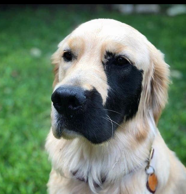 _XDogs's tweet photo. My mom said I'm beautiful. But so far nobody has loved my picture 🥲 https://t.co/POpYrz89FQ