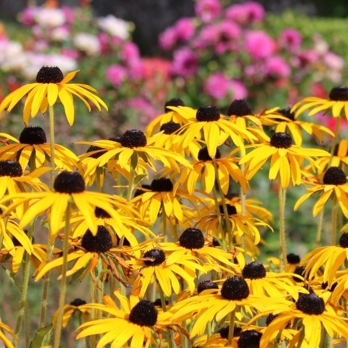 CraigGarden's tweet photo. Rudbeckia’s are brightest of all autumn flowering perennials. These are great reliable performers with daisy like flowers which revel in their late season display. Read more on my Substack: Modern Gardening https://t.co/VkY8BSB36A. #rudbeckia #autumncolour #autumninterest https://t.co/T0MCUAtKvu