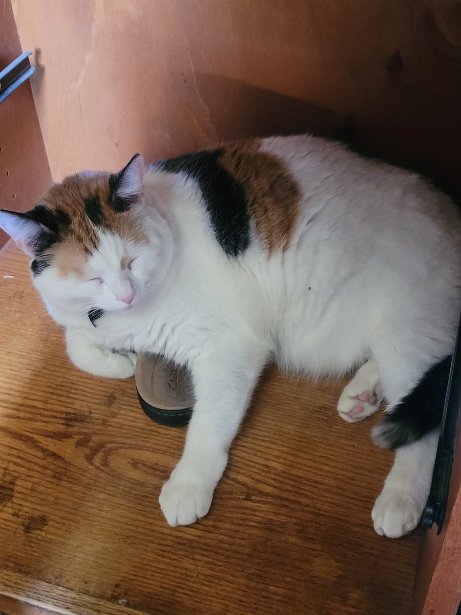 ༄✰

Heading to physical therapy, be back later guys! Till then, have a picture of my cat as compensation. She likes to sit oh my shoes.