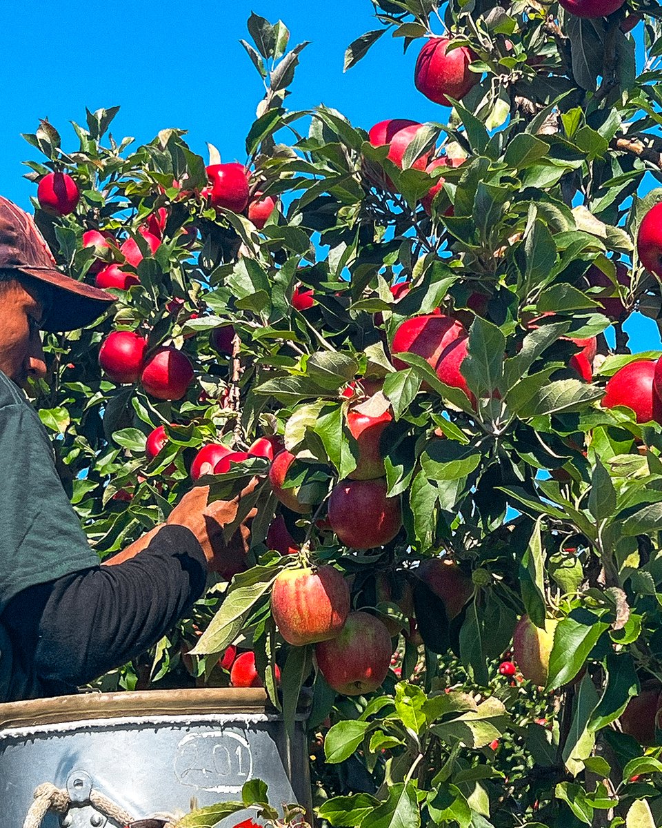 SnapDragonApple's tweet photo. Calling all #MonsterCrunch fans: Snap is Back! 🙌 Our orchards are ready for harvest and SnapDragon apples will be available in stores soon. https://t.co/EDHqT8M94G