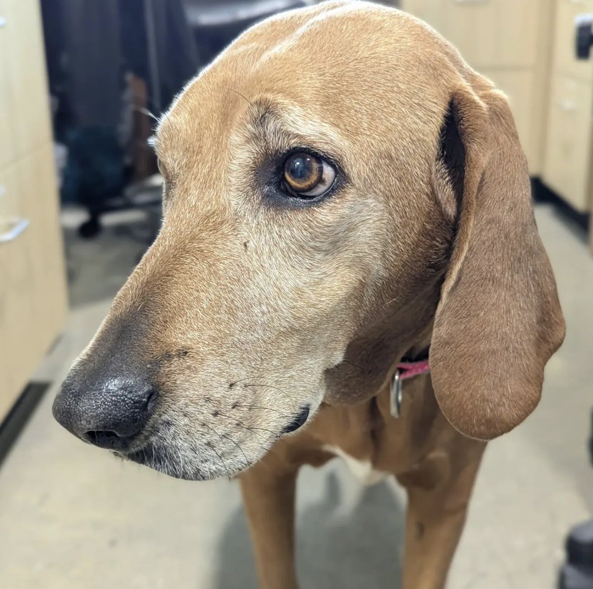 MSAH101's tweet image. Hattie is one smart dog. She came to see us for her ProHeart injection, so now she's protected from heartworm disease! #msah101 #proheart
#ridgebackmix