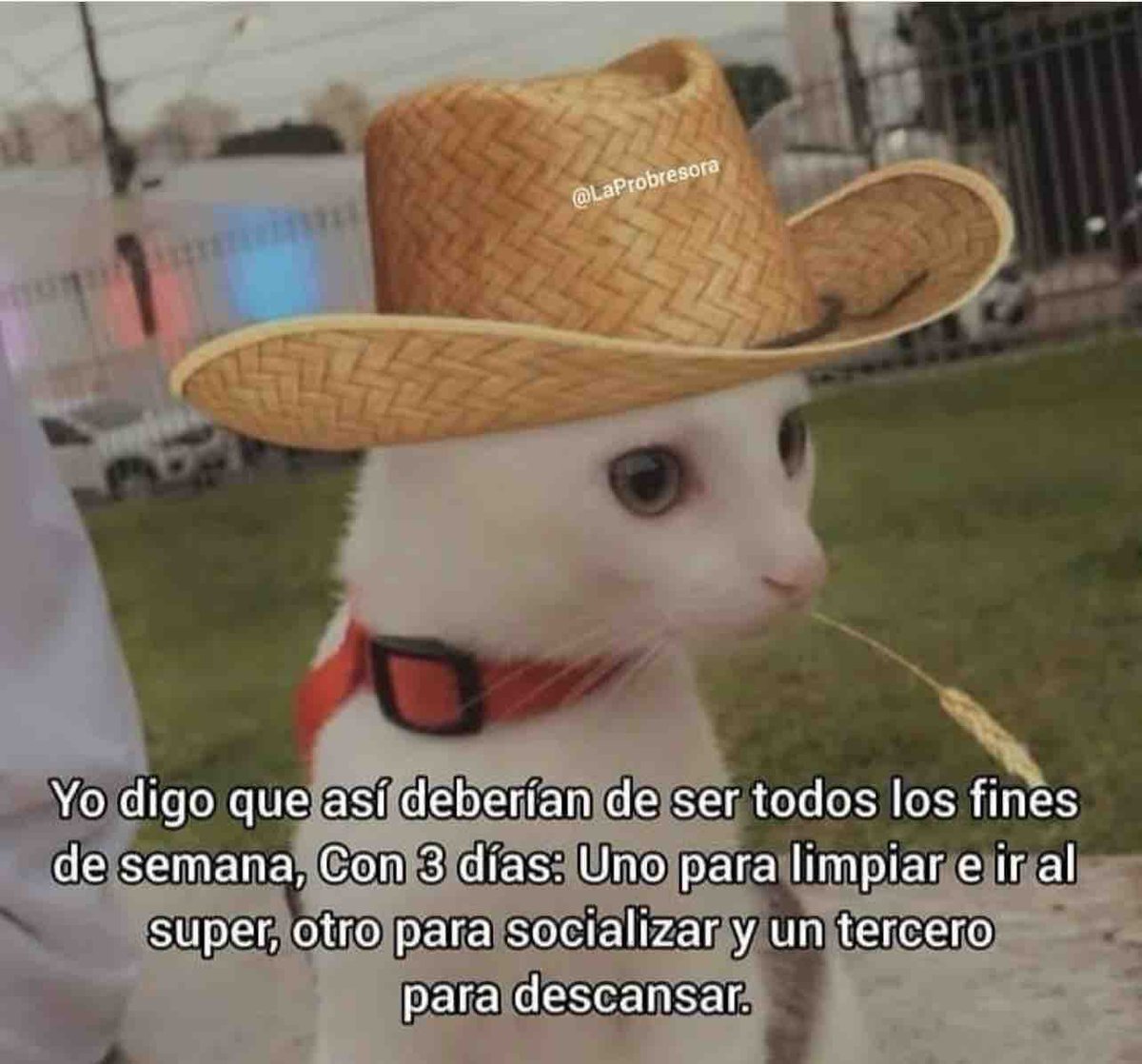 El Guarromántico tweet media