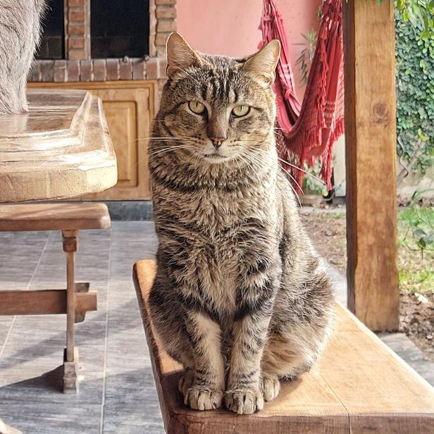 GATITO EN ADOPCION EN HURLINGHAM
"Gato macho adulto. Lo encontré muy flaco, lastimado y asustado. Recuperó su peso, castrado, todas las vacunas (antirrábica y triple felina). Es hermoso. Zona Hurlingham (lo puedo trasladar).
📲 1131099191 Maggie"
#GatitosenadopciondefansZONAOESTE