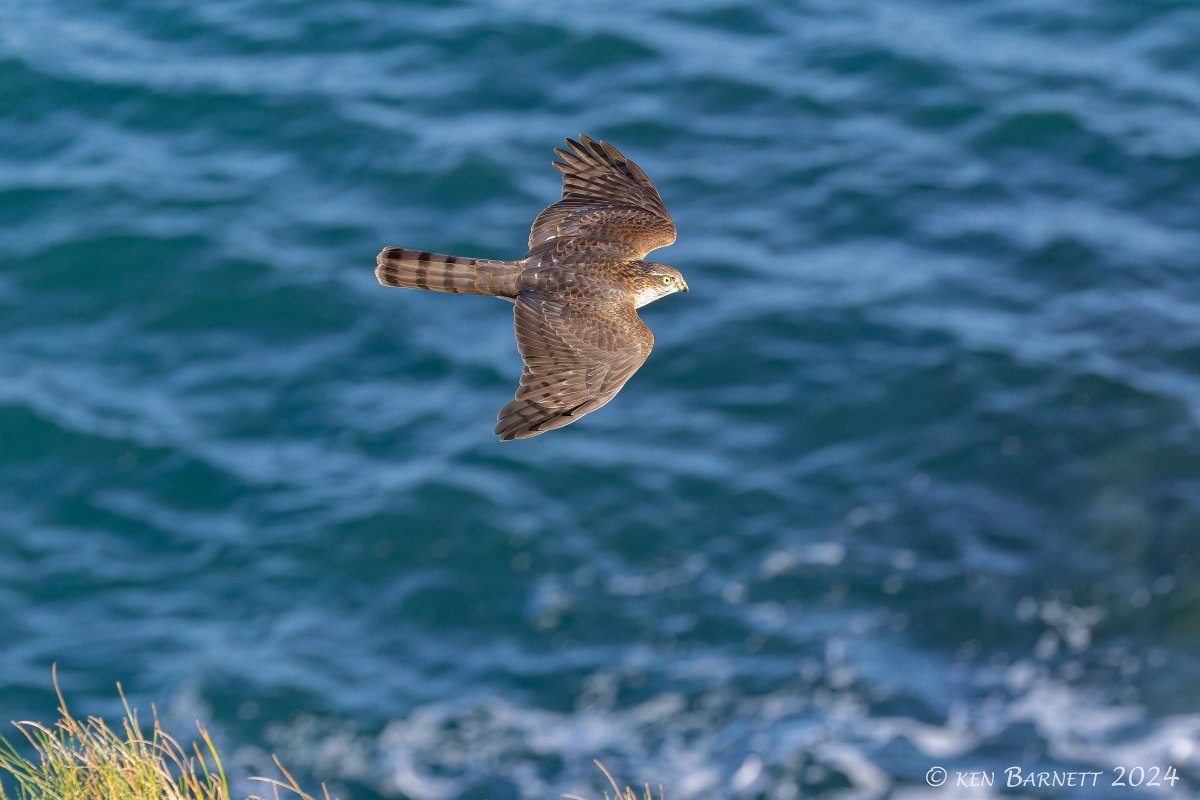 KenBarn90989771's tweet photo. Hoping for the Merlin sighted at #StrumbleHead the other day when this stunning Juv #SparrowHawk glides by over the rocks and ledges with never a wing flap. Awesome! @PembsBirds @westwalesbirds https://t.co/9kaK1Ojb7G