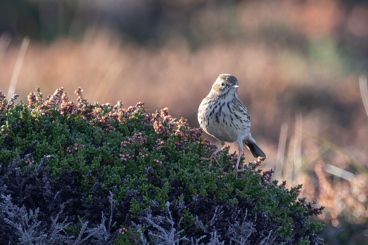 KenBarn90989771's tweet photo. Several flocks of Mippits passing through #StrumbleHead today. @PembsBirds @westwalesbirds https://t.co/QS8C6pw1gD