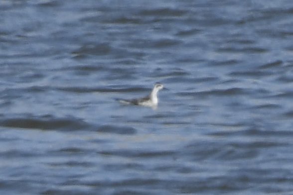 Stan Davis tweet media