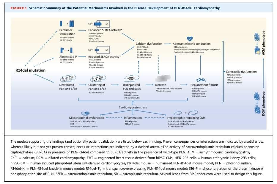 ZHeart11768530's tweet photo. 🔴Reassessing the Mechanisms of PLN-R14del Cardiomyopathy:⤵️From Calcium Dysregulation to S/ER Malformation #OpenAccess #2024Review @JACCJournals
🔹https://t.co/xP3xoqqOkf
#Cardiologyexplained #FOAMed #MedEd #medstudent #paramedic #Cardiology #CardioEd #medtwitter #meded https://t.co/FSVYfve1KW