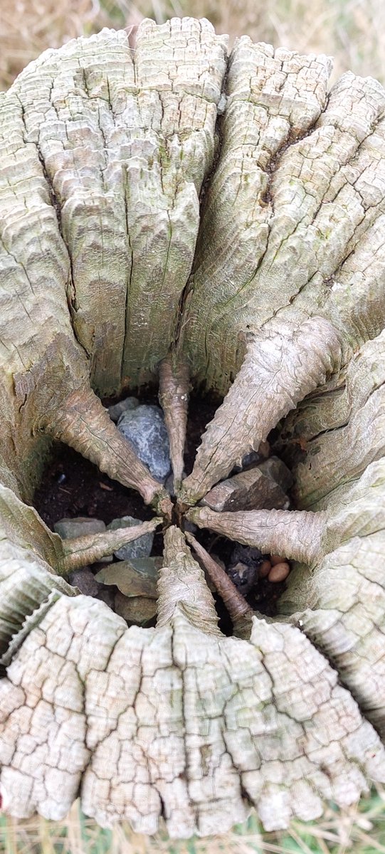OliverPrysJones's tweet photo. The inside of a rotting post reveals how branches develop, and the start of each annual growth ring. https://t.co/v7i3z3Uvhg