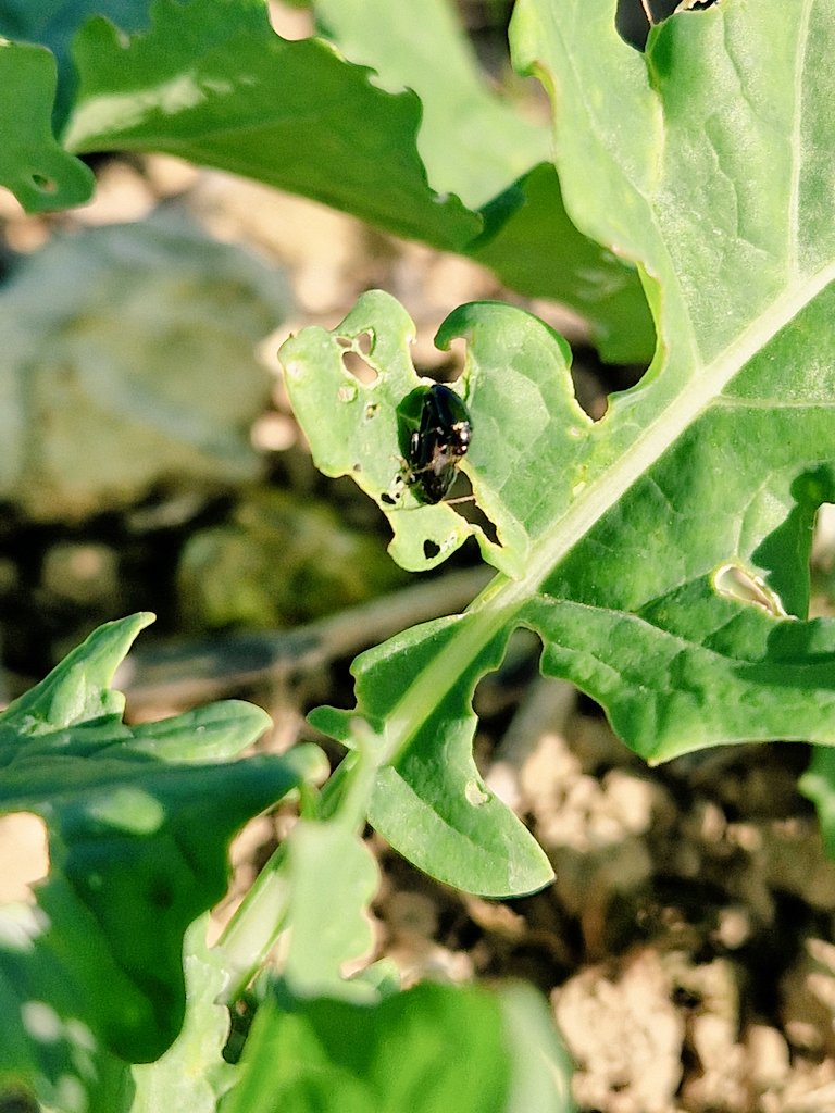 Peter Cowlrick tweet media