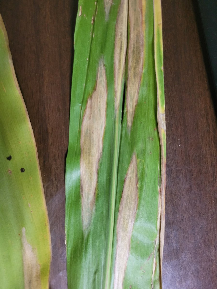 Dorian Gatchell tweet media