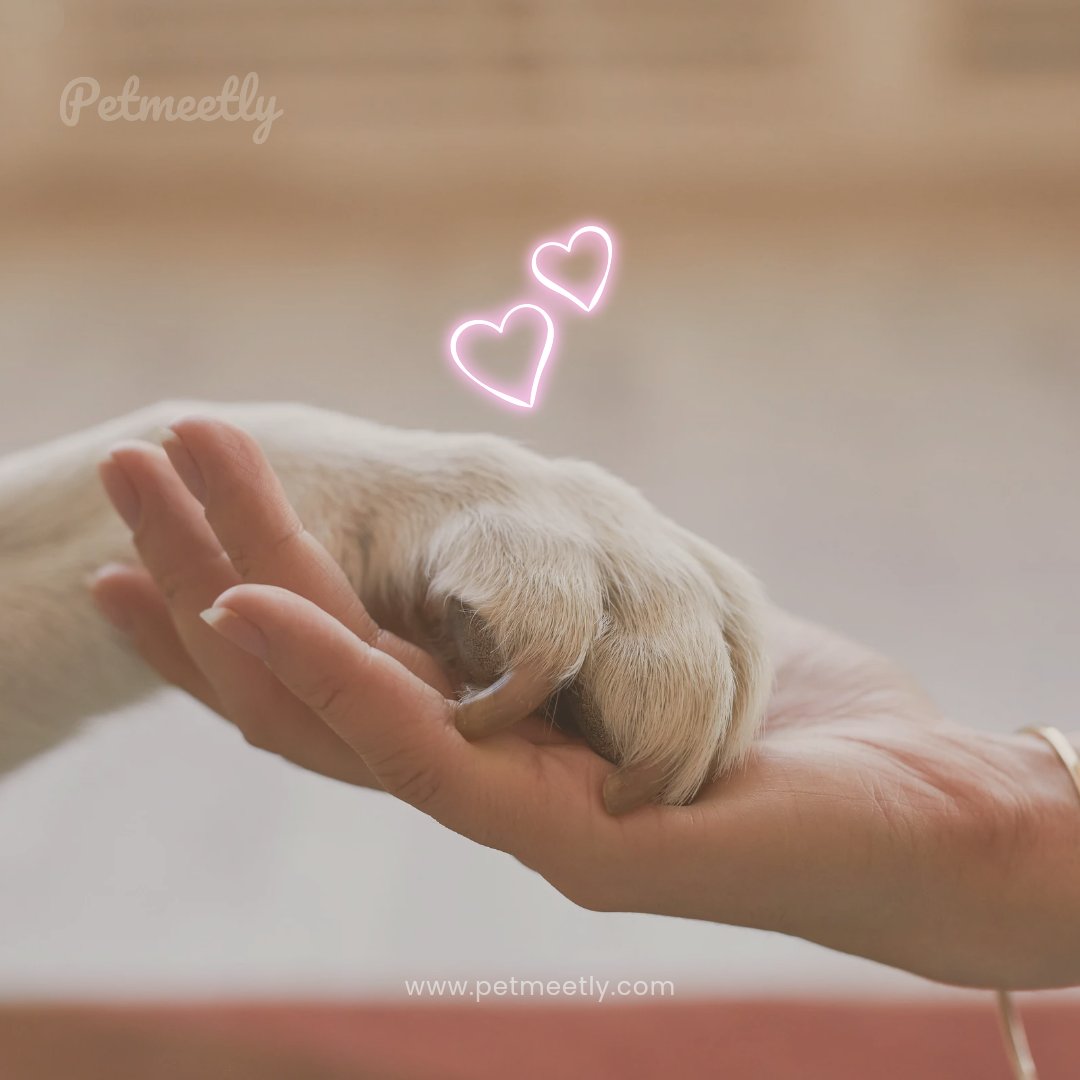 petmeetly's tweet image. How often do you stop by to find your perfect pet match on a  pet site?

- Daily ❤️  
- Every few days ✨  
- Twice a week 🙏  
- Rarely 🧡  
- Haven't signed up yet ❌

Let us help you find your new best friend today! 🐾

#doglover #dogparents #dogcommunity #dogs #pets