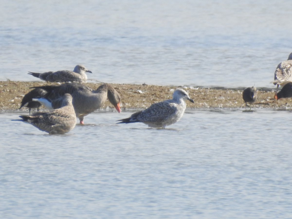 Some distant cropped gullage from #LMGP. Today's 1cy Caspian Gull - looking quite tatty as it is missing swathes of lesser and median coverts. Seems unnatural but was on both sides. Yesterday's 1cy Yellow-legged Gull in the 3rd pic.