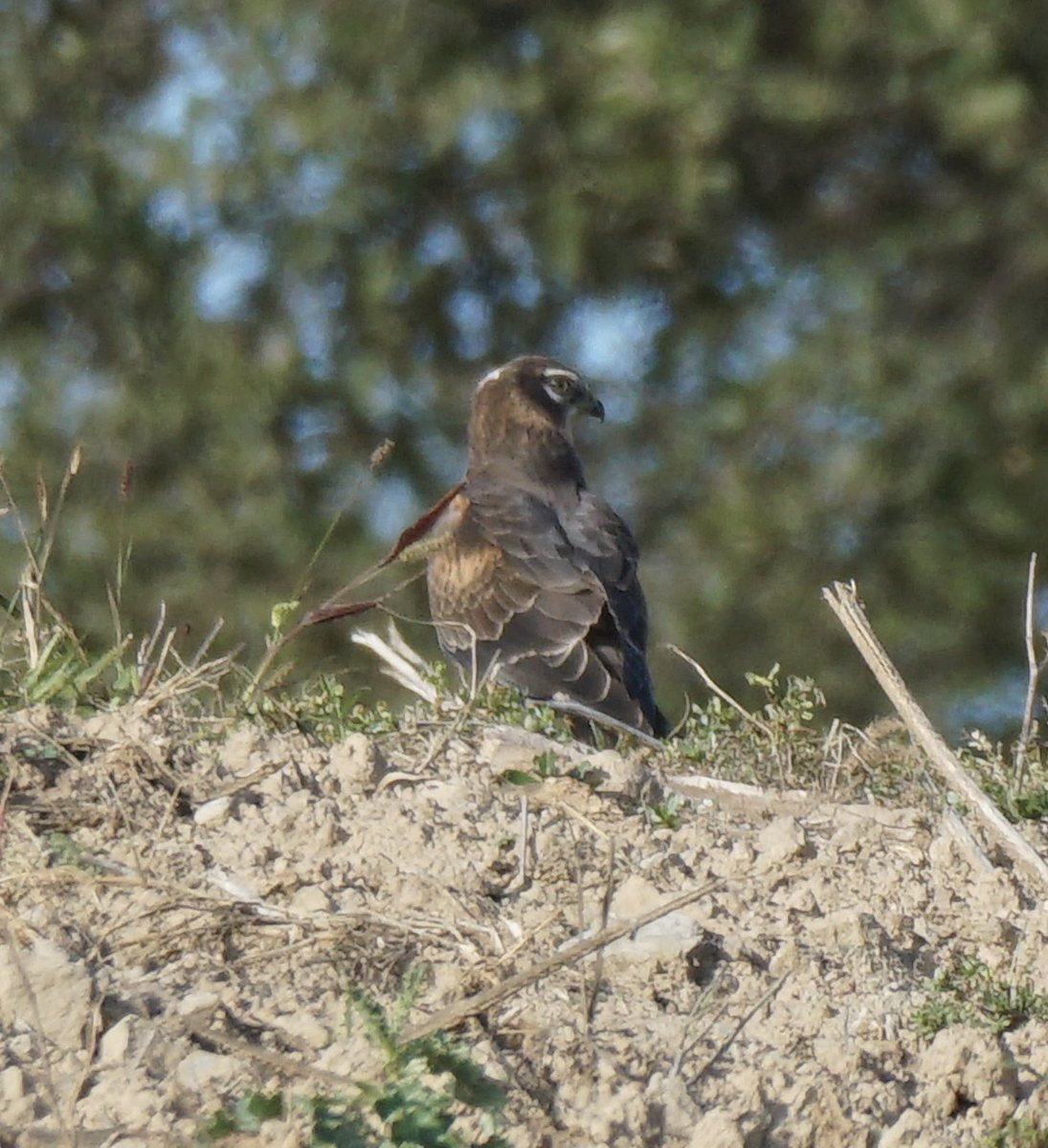 jmpicasprat's tweet photo. De moment encara segueix per la zona #arpellacendrosa #circuspygargus #casserres #berguedà @sales_sergi @birdcatalunya @Jordisolerramio #birds #ocellsdecatalunya #ocellsdavui #ocells #ocellar https://t.co/kpUcDARHMC
