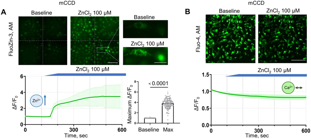 Alexander Staruschenko tweet media