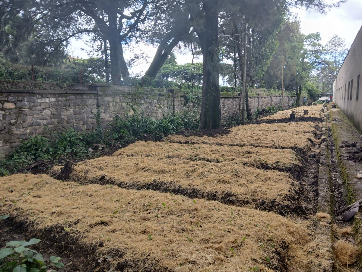 FSSA_Eskender's tweet photo. School gardens to inspire resilient  generation inn Africa#! #zerohunger #ClimateActionNow @MoravRaphael @MASHAVisrael https://t.co/wI47aPysVu