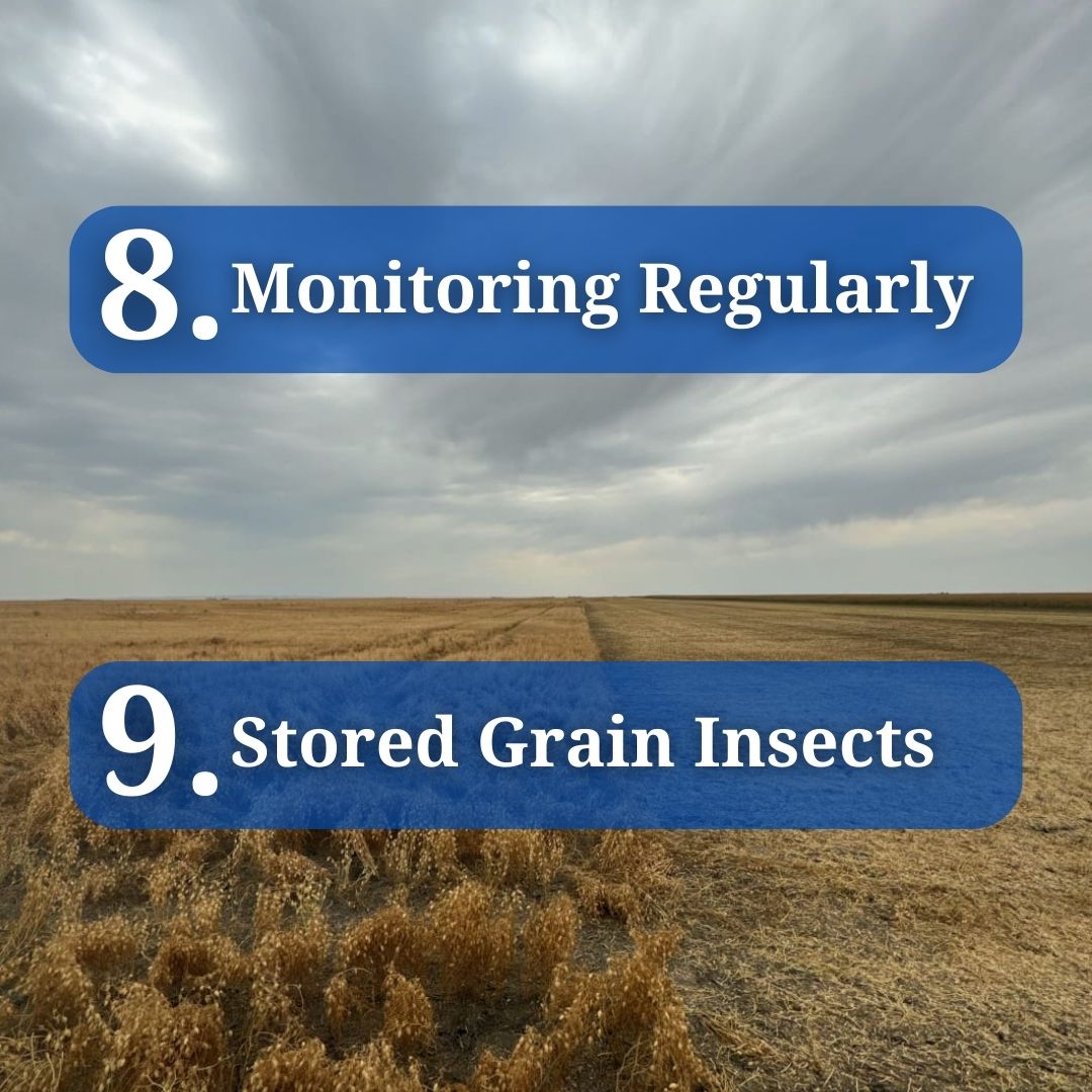 McDougallAcres's tweet photo. As harvest progresses, it is important to keep in mind the importance of long-term storage of your pulses. There are 9 factors to consider.

Check out @SaskPulse to learn more about maintaining storage requirements for your pulses.

#saskag #harvest24 #saskpulse #mcdougallacres https://t.co/dEZBq4KtPy
