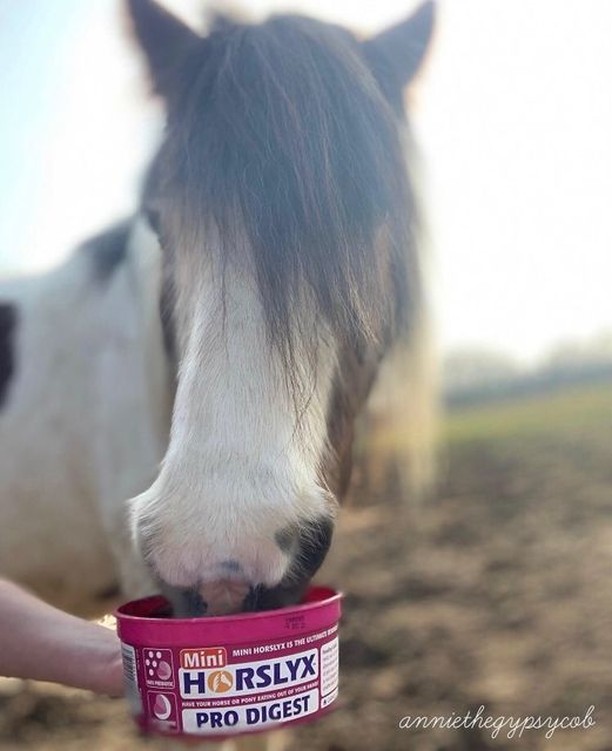 "Annie loves your Pro Digest, it helps with lots of things!"

Thats great to hear @anniethegypsycob thanks for sending this fab photo through to us.