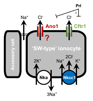 AJPRegu's tweet photo. Authors @jasonbreves and @ThomasT1356237 are bringing you this week's first #ArticleinPress! Salinity and prolactin regulate anoctamin 1 in the model teleost, Fundulus heteroclitus (Jason Breves et al.):

https://t.co/mU7n1LKo6E https://t.co/ZckPXJRJFF