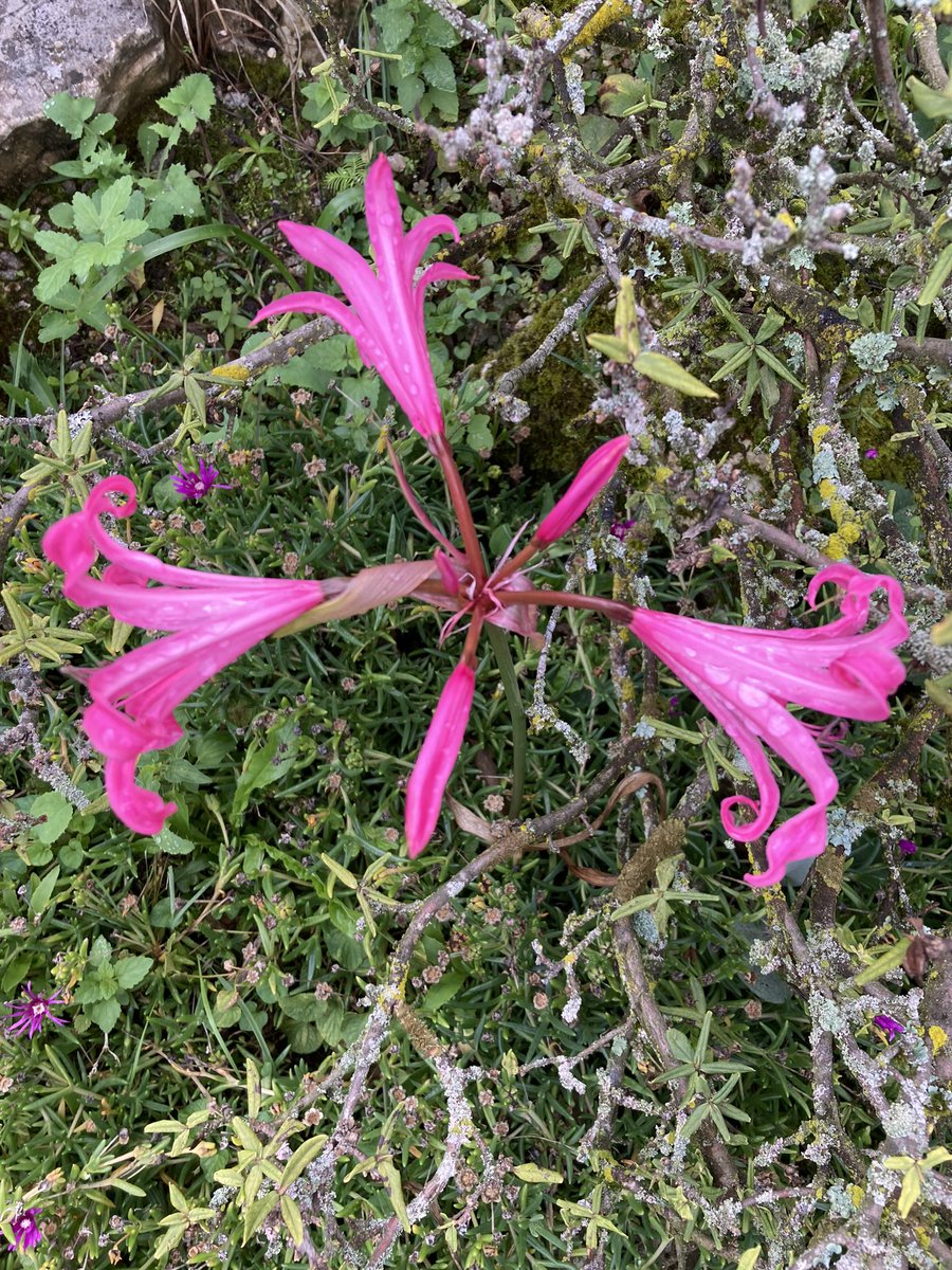 Nerine bowdenii. Ihre Heimat liegt in steinigen Gebirgen in Südafrika, dort wächst sie bis auf 3000 m Höhe. Basel liegt auf 261 m.