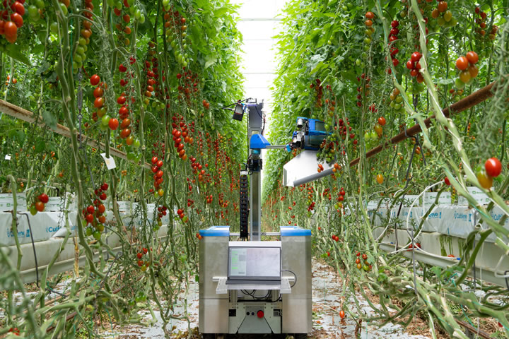 AgriTechTmrw's tweet image. inaho&apos;s tomato #harvestingrobot is being tested and received fees from Dutch growers. Actively looking for partner growers toward commercialization.  agritechtomorrow.com/article/2024/0… #agtech #precisionfarming
