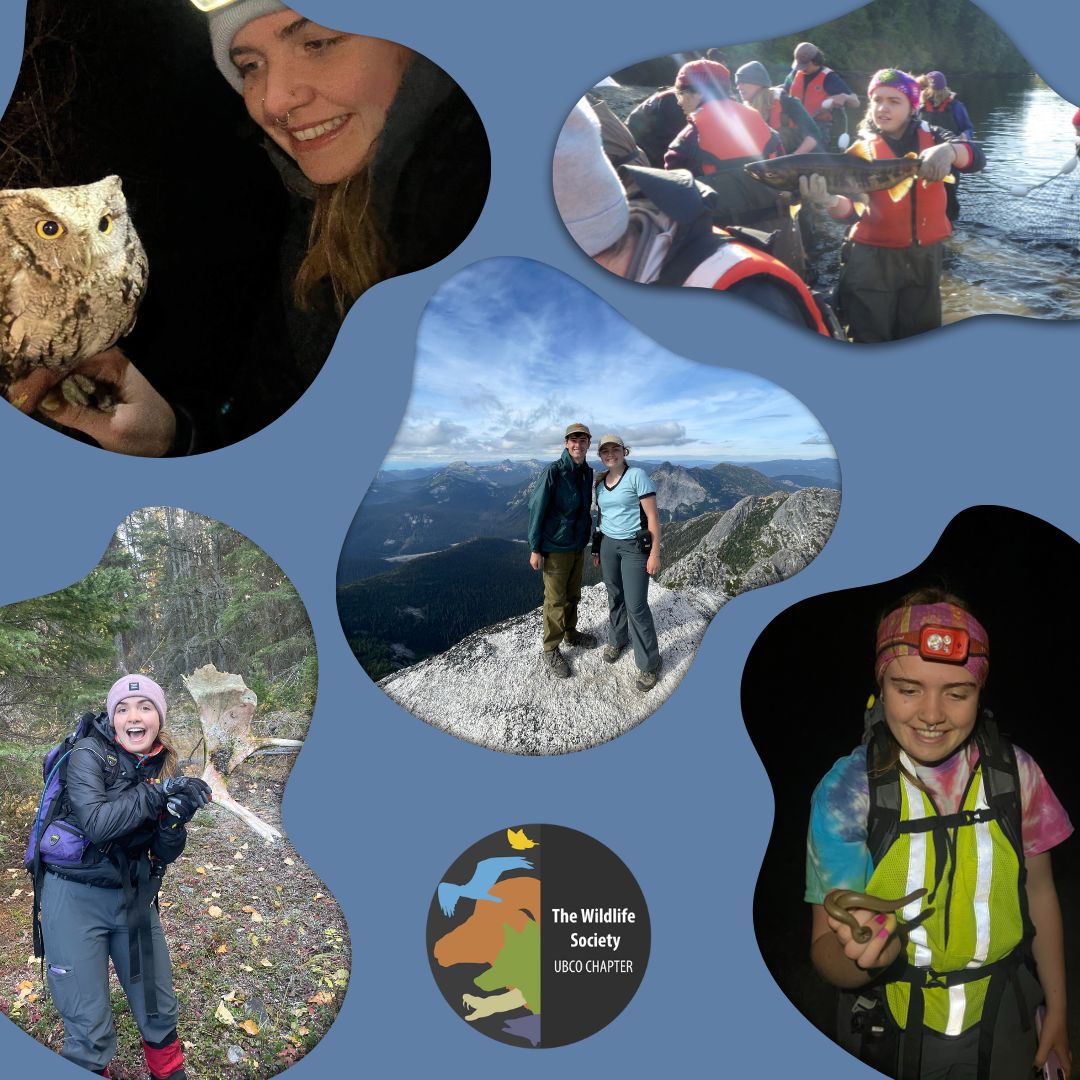 Hey everyone, the final exec to be introduced is myself, Reese Embree, your social media coordinator! 

Learn more about Reese on our Instagram: instagram.com/twsokanagan/

Stay safe and stay wild! ⛰️🐻🦎

#thewildlifesociety #ubc #ubco #ubcokanagan #wildlife #suo