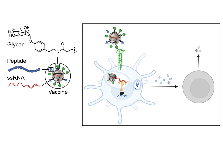 MIT Chemistry (@chemistrymit) on Twitter photo A collaboration between researchers at <a href="/MIT/">Massachusetts Institute of Technology (MIT)</a> and <a href="/GeorgiaTech/">Georgia Tech</a> has revealed a new strategy for enabling immune system mobilization against cancer cells. The produces exactly the type of anti-tumor immunity needed to function as a tumor vaccine.
chemistry.mit.edu/chemistry-news… A collaboration between researchers at <a href="/MIT/">Massachusetts Institute of Technology (MIT)</a> and <a href="/GeorgiaTech/">Georgia Tech</a> has revealed a new strategy for enabling immune system mobilization against cancer cells. The produces exactly the type of anti-tumor immunity needed to function as a tumor vaccine.
chemistry.mit.edu/chemistry-news…