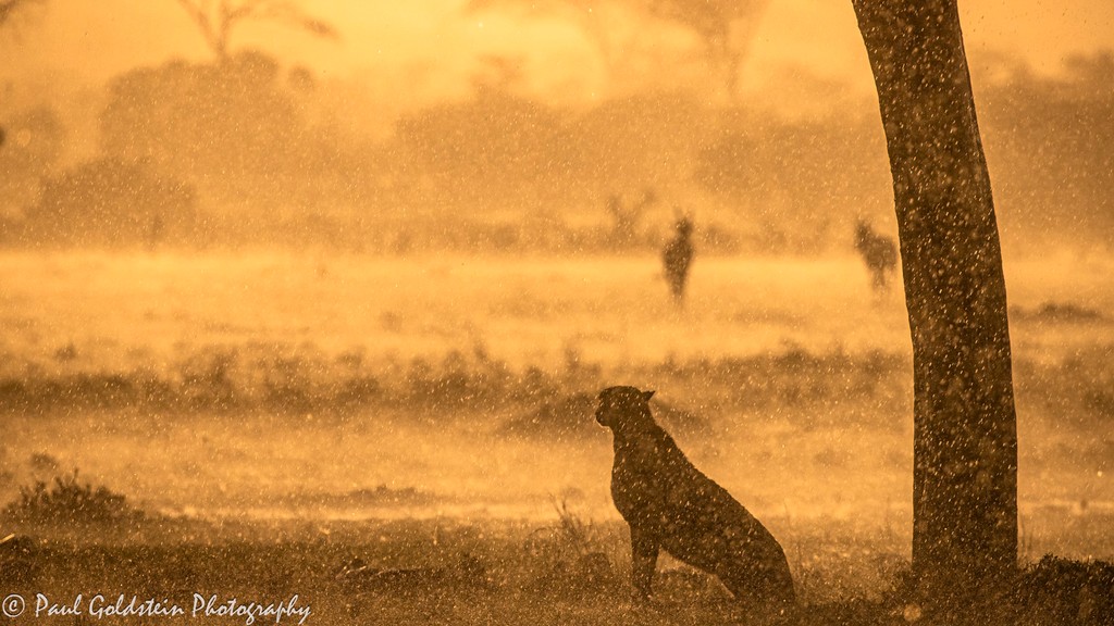 paulgoldstein59's tweet photo. PG TIPS no 6 - Rain spots @KichecheCamps 

I have three Kenya Kicheche safaris at my @kicheche_safari_camps in December 2024, January, and late June 2025. Please check the links in my bio and dm me for further details and check the links in my bio.

https://t.co/SPcG0FSDkz https://t.co/uDuh3oIKGM