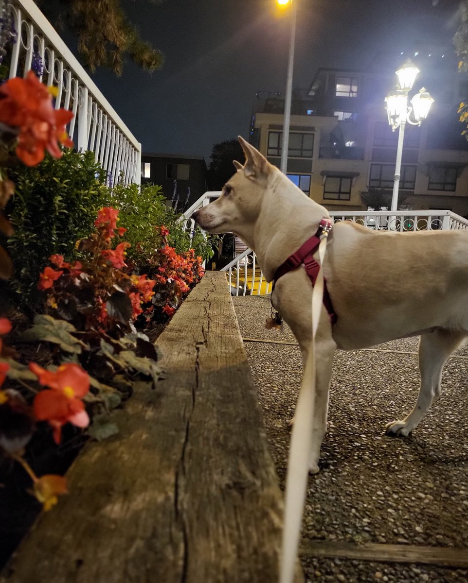 JCog88's tweet photo. It's Your daily reminder to stop & smell the flowers.
#MissingSky #LoveYou #OGBG https://t.co/FGo6AYxGJw