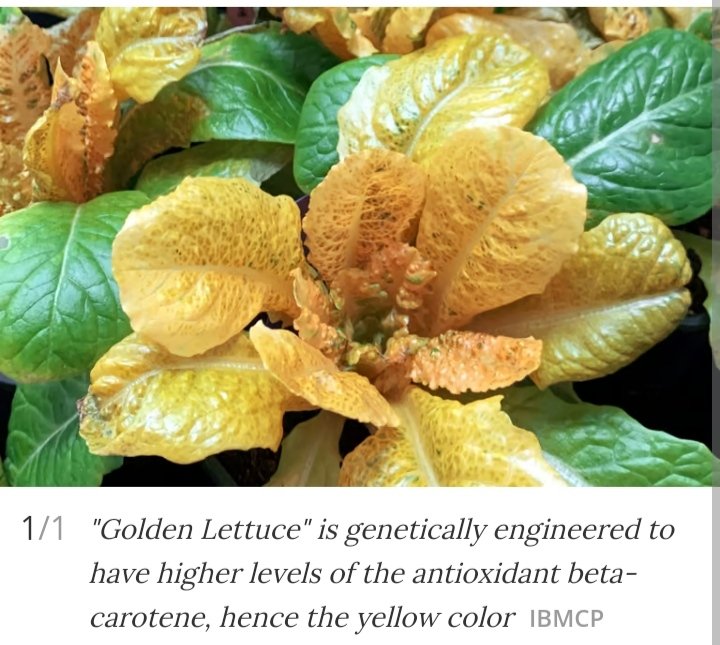 Kutub (@kutub_joy) on Twitter photo #Golden_Lettuce engineered to accumulate 30 times more #Vitamin_A.
#Biofortification
#GMO makes wonder..
Published in <a href="/ThePlantJournal/">The Plant Journal</a>
onlinelibrary.wiley.com/doi/10.1111/tp… #Golden_Lettuce engineered to accumulate 30 times more #Vitamin_A.
#Biofortification
#GMO makes wonder..
Published in <a href="/ThePlantJournal/">The Plant Journal</a>
onlinelibrary.wiley.com/doi/10.1111/tp…