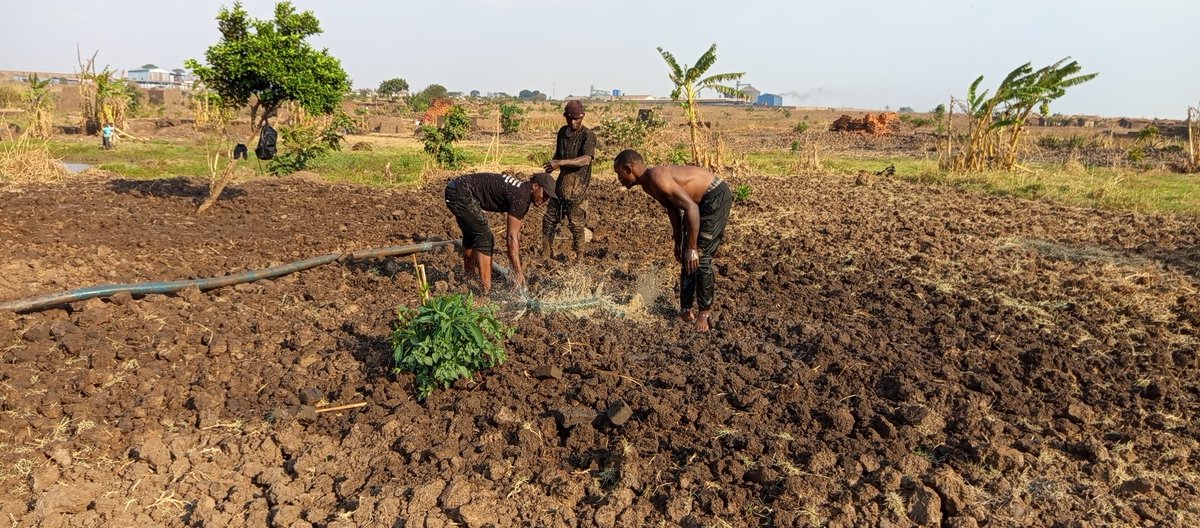 EdwardMsiska3's tweet photo. We are set to demonstrate the efficacy of Kolora Organic Fertiliser, which we produce. We want ensure that more youth engage themselves in farming without being stressed by high costs of inorganic fertilizers. https://t.co/c6YDNOwbcU