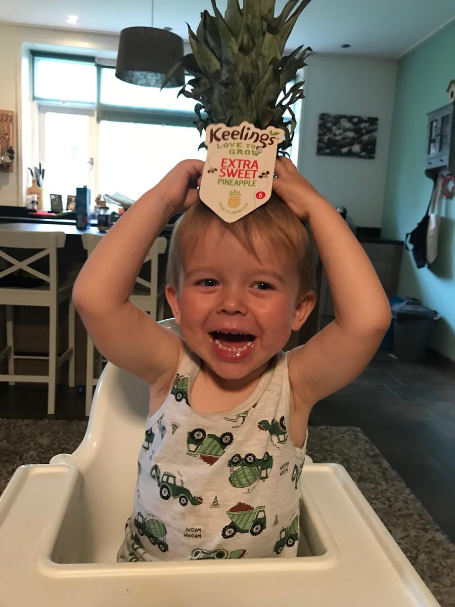 We are trying to grow a new kind of #pineapple in the <a href="/echt_achterhoek/">ECHT Achterhoek</a>. Thanks <a href="/keelingsfruits/">Keelings Fruits</a> for youre help🤣💪🏻🍍 #extrasweet