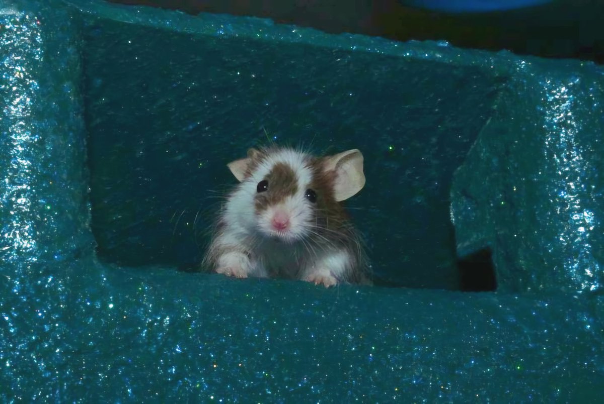 da horrors persist... so i hide