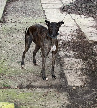 millypod1's tweet photo. 🆘8 SEPT 2024 #Lost JESS #ScanMe
OLDER Brindle Whippet Female
#Odiham #Hants #Hampshire #RG29 https://t.co/h97cYE0UuQ https://t.co/rFluHxmAjE