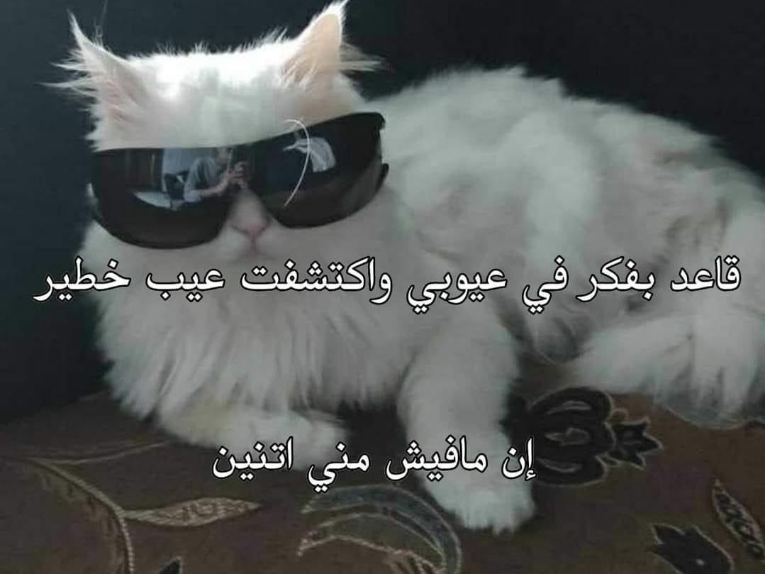 المتنبي. (@almtnabby) on Twitter photo 