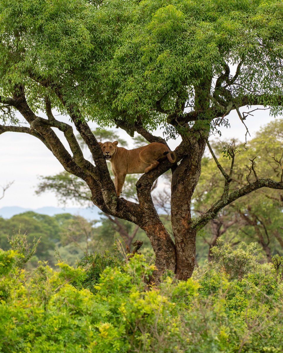 Big Cat in the tree. Cute little cubs in the shrubs below. A pretty cool wild encounter, this one 😉 

📍 Murchison Falls National Park
🌍 UGANDA