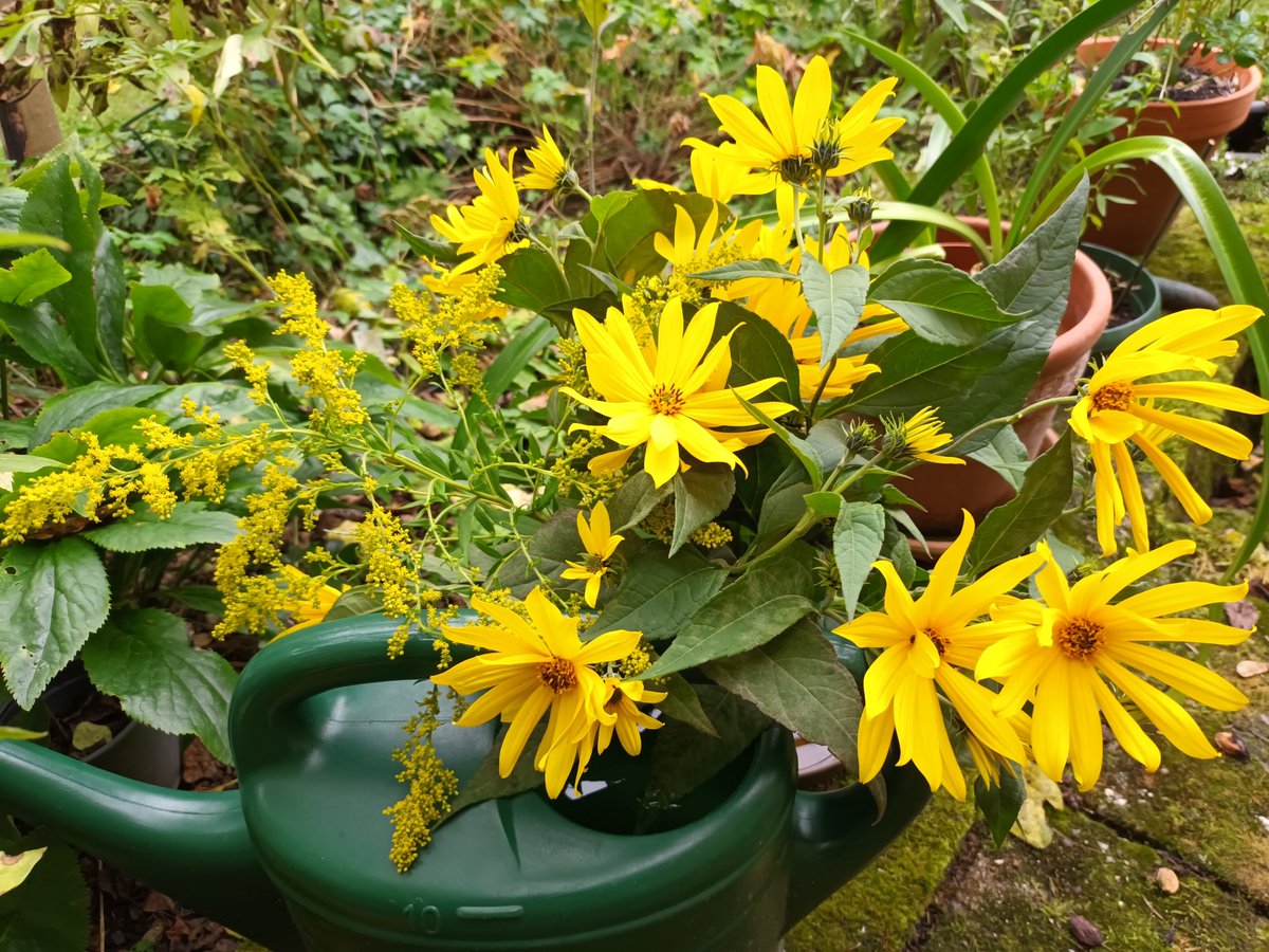 kristallnaach's tweet photo. erstmal ein paar #Blümchen besorgen
#Elchenländle24 #Schweden #danach
⚘️🌼🌷🌸 im #Gärtchen24 🌺🪻🌻🥀 https://t.co/V8MSgyn9vI