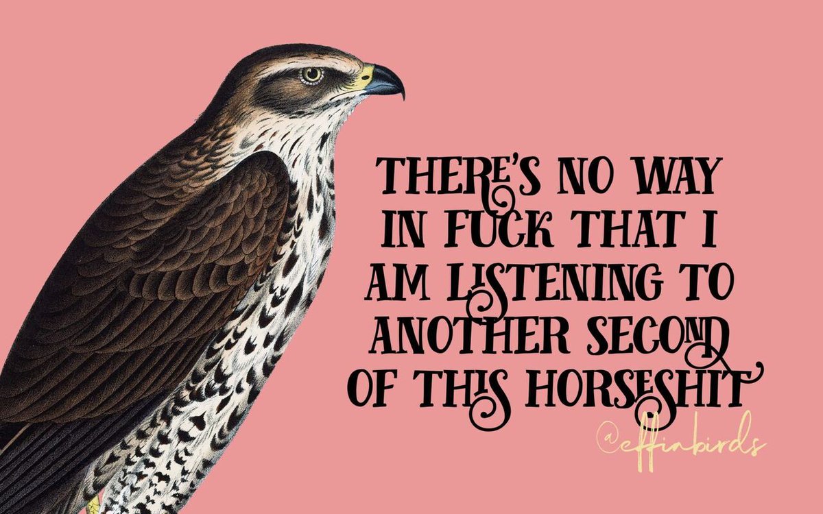 Effin' Birds (@effinbirds) on Twitter photo 