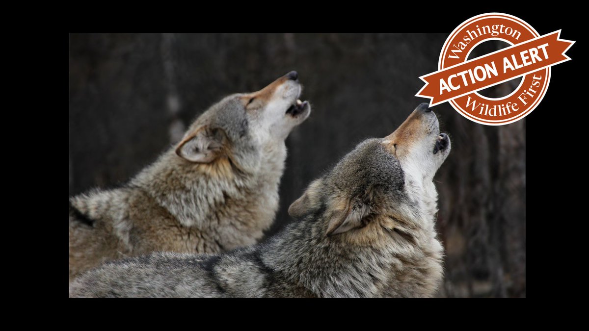 🐾Show up for wildlife in Spokane! 🐾The #WA Commission has limited public input. Its Sept. 27-28 meeting in Spokane is the time to demand a voice in wildlife decisions! Join us for lunch &amp; happy hour too! Register to speak: tinyurl.com/mehdm4se
RSVP: zeffy.com/en-US/ticketin…